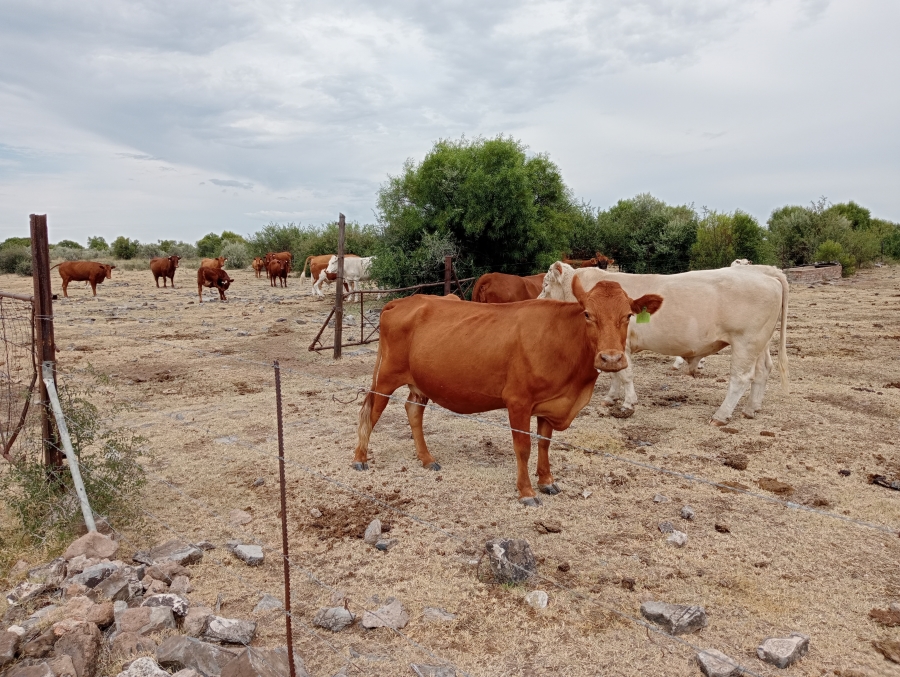 Commercial Property for Sale in Reivilo Rural North West